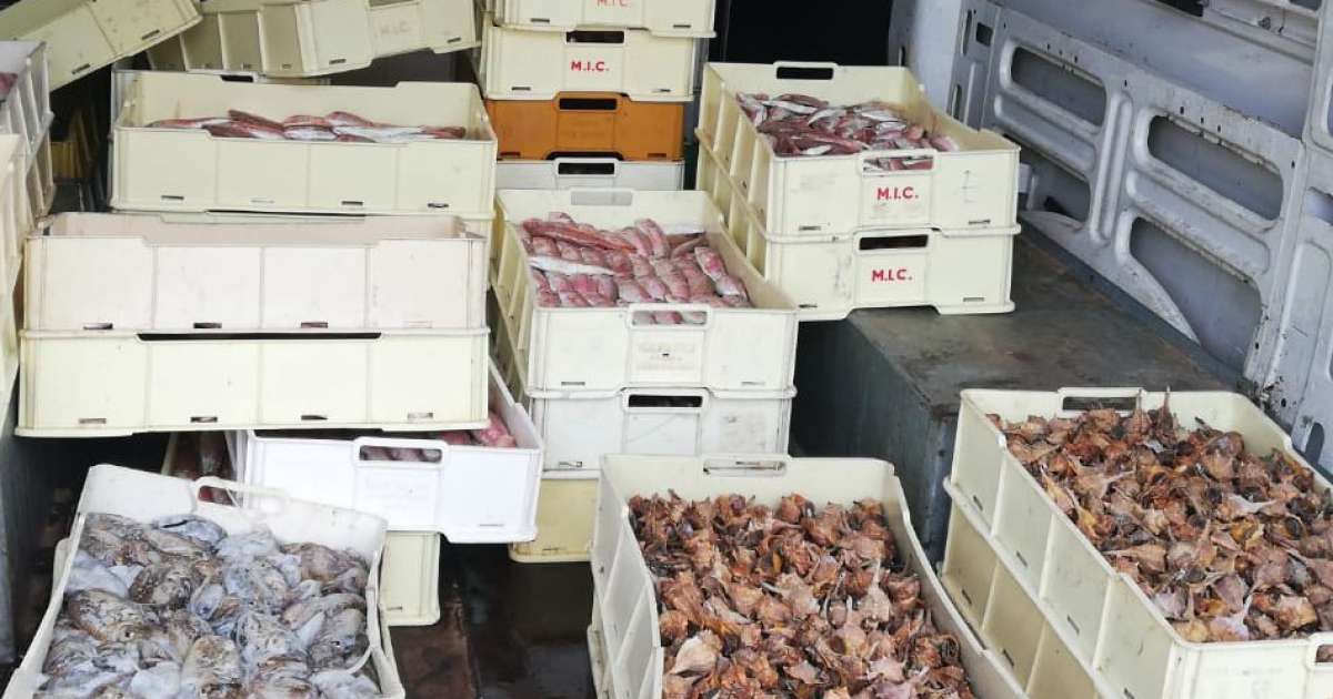 Bari, Polizia sequestra 800 kg di pesce: donati alle famiglie bisognose